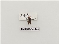 藏品(菊虎科)的圖片